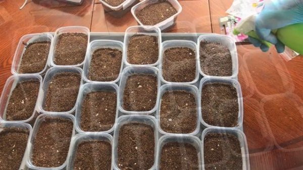 ПОСЕВ СЕМЯН ПЕТУНИИ НА РАССАДУ #петуния #рассада #огород