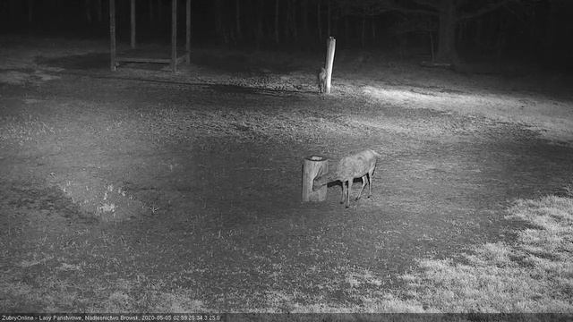 олень и олениха (молодняк) смотреть онлайн