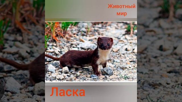 Семейство куньих смотреть онлайн