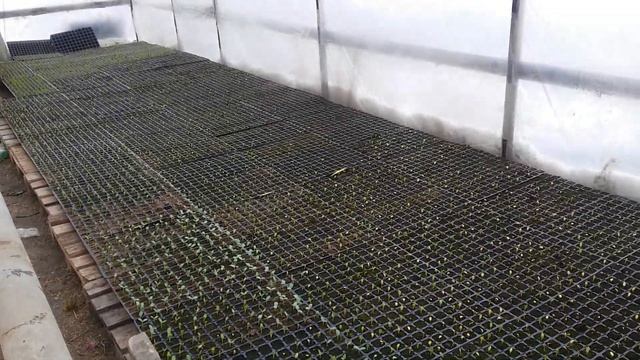 всходы кукурузы беркут f1 смотреть онлайн