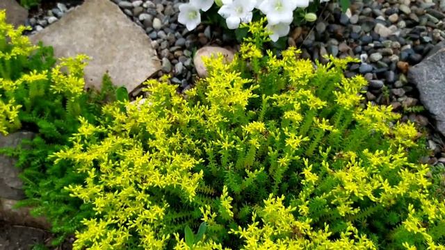 Рокарий своими руками. Основные принципы создания рокария. Растения для рокария и альпийских горок. смотреть онлайн