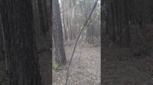 С Днем жен- мироносиц.