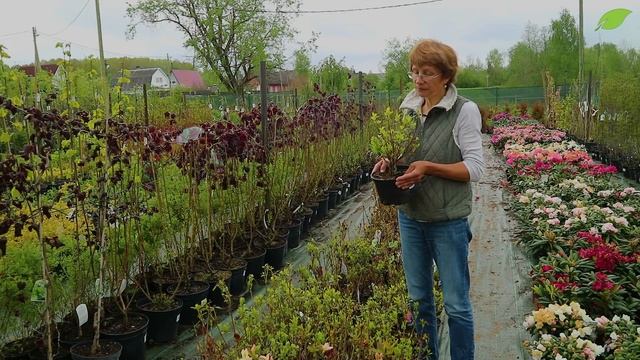 Рододендроны: выбор сорта смотреть онлайн