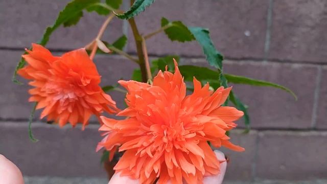 БЕГОНИЯ КЛУБНЕВАЯ -ЯРКОЕ ЦВЕТЕНИЕ смотреть онлайн