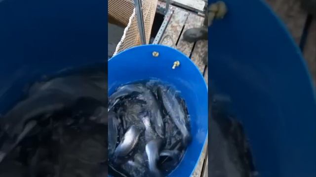 юдинки на минке. пополнили садки. смотреть онлайн