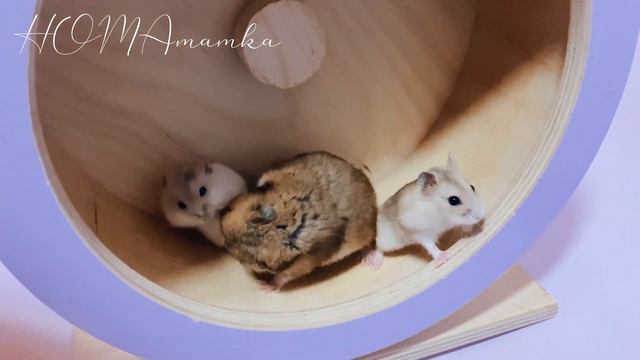 Дружные хомячки/Видео для настроения:-)/HOMAmamka🐾 смотреть онлайн