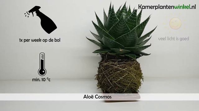 Hoe verzorg je een Aloë Cosmos? | www.kamerplantenwinkel.nl смотреть онлайн