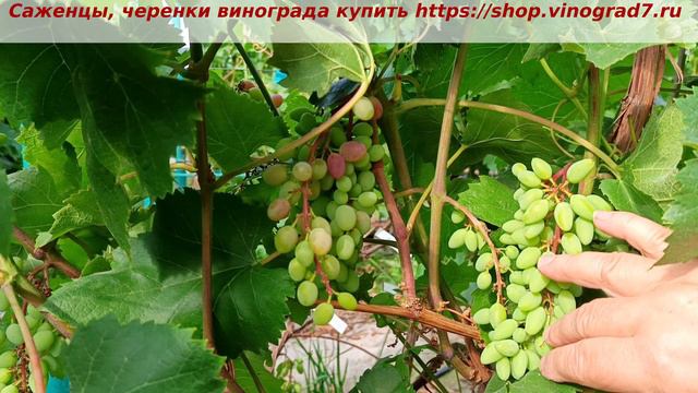 Парад окрашивания ультраранних ГФ винограда 2 июля 2024 года. Кишмиш Юпитер смотреть онлайн