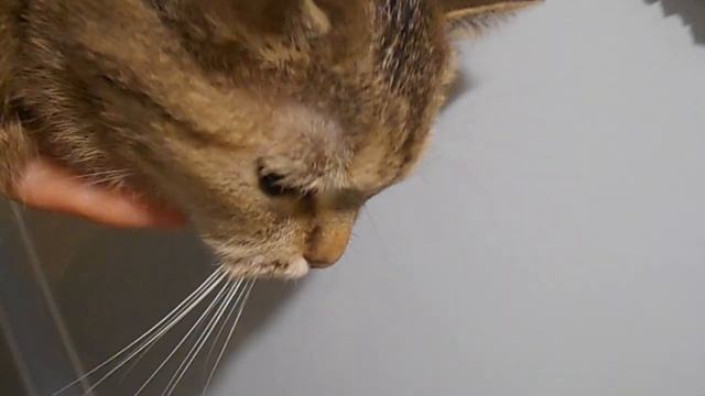 Весною сбываются сны! Остаётся лишь дверцу открыть :) Кошка Ромашка урчит:) смотреть онлайн