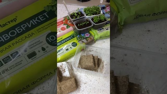 Почвобрикеты Био-Мастер для выращивания рассады смотреть онлайн