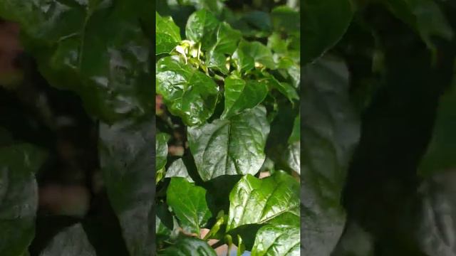 Острый Перец из Танзании, хиненс, ранний, компактный смотреть онлайн