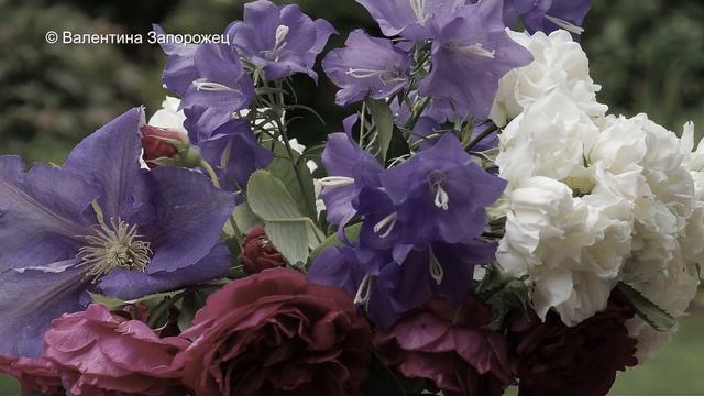 ??❀ Великолепных красок море ??❀ Цветочные переходы ??❀ смотреть онлайн