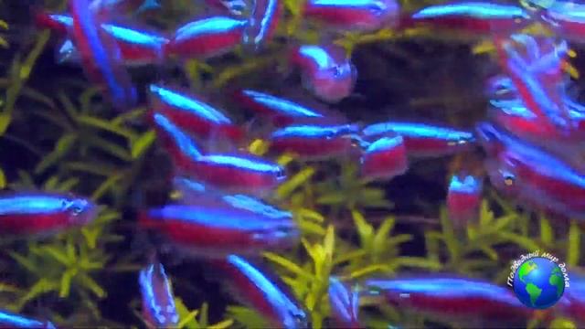 Аквариумная рыбка неон уход и содержание