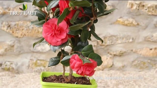 Le camélia japonica curly lady - Truffaut смотреть онлайн
