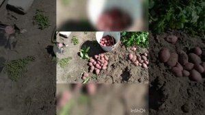 Урожай картофеля "Калинка", средне- раннего от "Садов России"