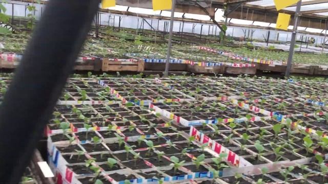 Выращивание рассады в фермерском хозяйстве смотреть онлайн
