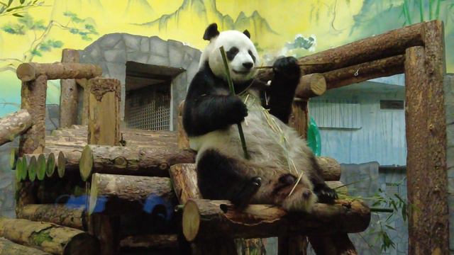 Panda. Moscow Zoo смотреть онлайн