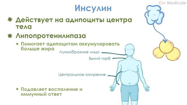 Ингибиторы гормонов надпочечников - синтез кортизола, синдром Кушинга, механизм действия, побочка смотреть онлайн