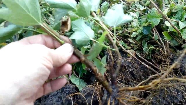 Саженцы красной смородины РОВАДА и ЛЮБИМАЯ смотреть онлайн