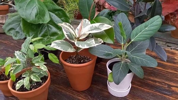 Ficus burgundy ,ficus audrey, ficus benjamina, ficus elastica ,ficus lyrata.