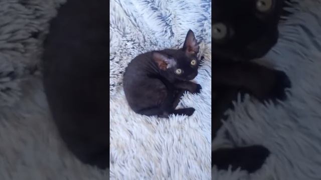 Котенок девон рекс 3 месяца - черная смотреть онлайн