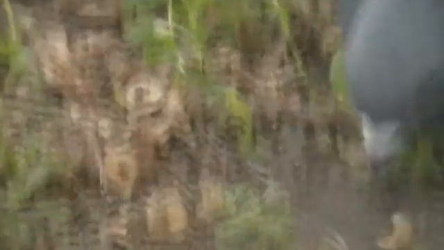 Думаете это вы их кормите? смотреть онлайн