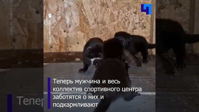 Житель Иркутской области вместе с коллегами воспитывает осиротевших норок смотреть онлайн