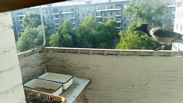 Дружественные вороны против Чужого (драма) смотреть онлайн