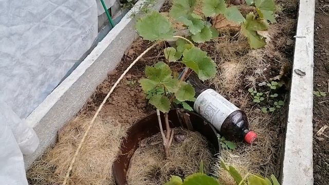 можно ли посадить виноград осенью? смотреть онлайн