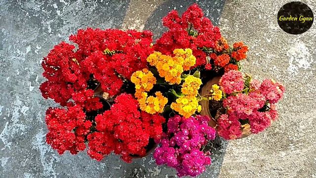 My Garden Overview Episode 6, Dahlia, Kalanchoe, Rose, by Garden Gyan смотреть онлайн