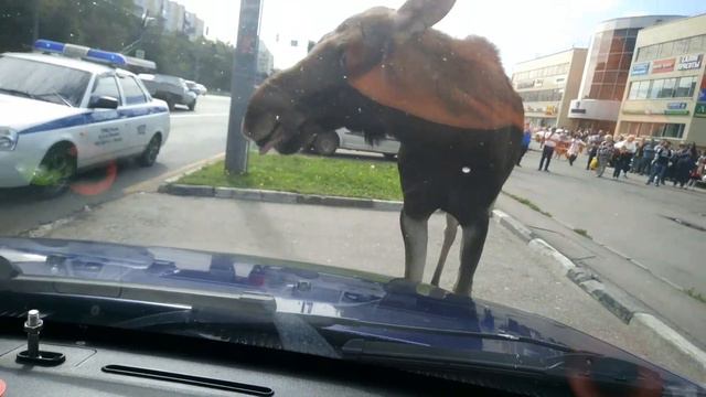 Жесть!!Лось гуляет по Выхино. смотреть онлайн