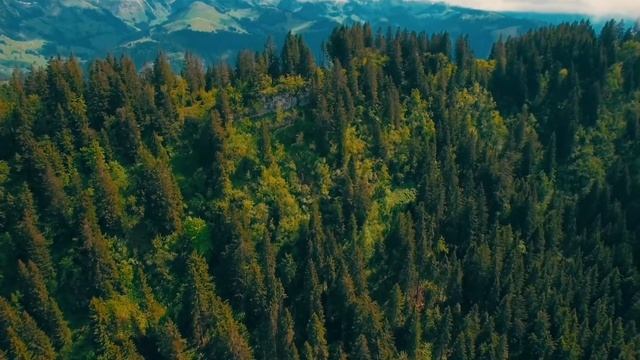 Осип Мандельштам "Век мой, зверь мой..." смотреть онлайн