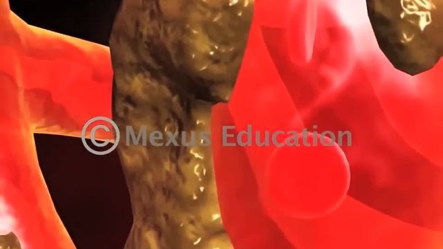 Learn About Human Excretory System | iKen | iKen Edu | iKen App смотреть онлайн