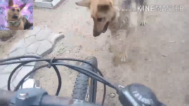 Короче говоря, карантин!😷🐶/ Овчарка Куба смотреть онлайн