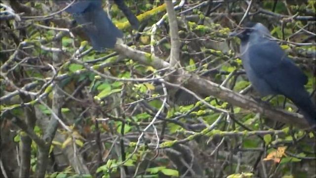 Tàcula - Coloeus Monedula - European Jackdaw