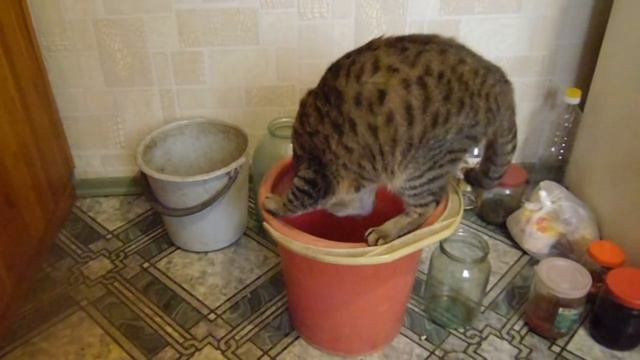 Кот пьет воду из ведра. Смотреть видео