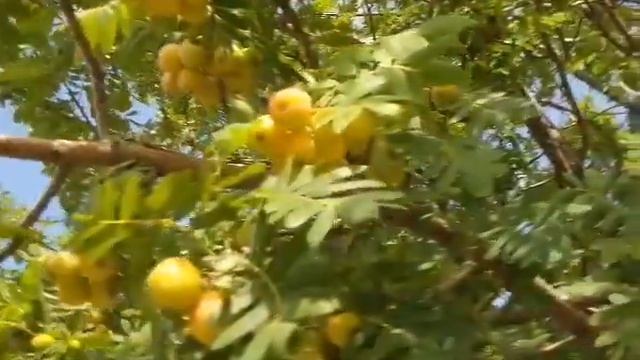 Рябина крупноплодная. смотреть онлайн