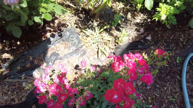 2022 EP-9 || A Tour of My Personal Rose Garden in July 2022 смотреть онлайн