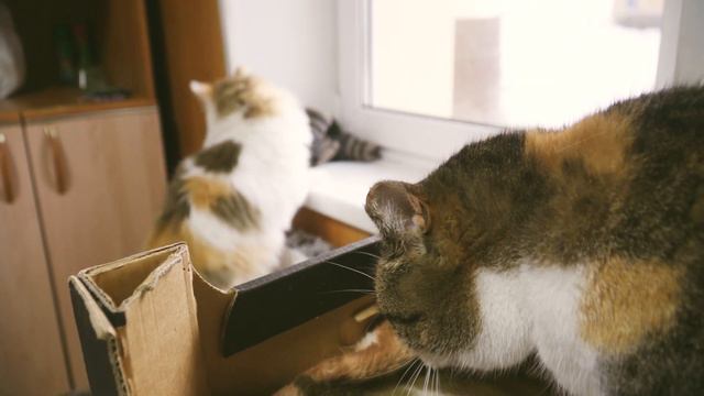 Проект «Гирлянда 2021»: Приют для животных «Добрые руки» смотреть онлайн