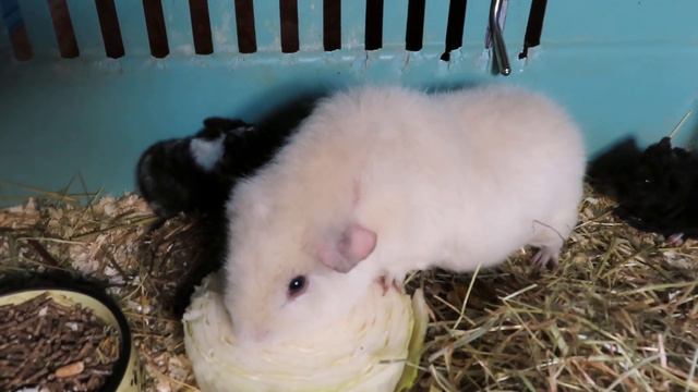 Ей 1 день от роду, а она САМА ЕСТ корм для взрослых 18.02.24 #морская_свинка #американские_тедди смотреть онлайн