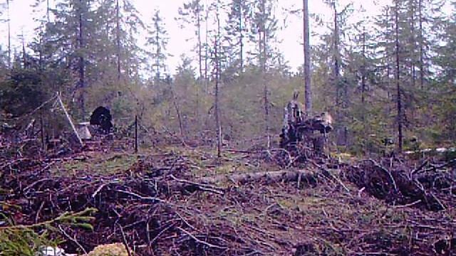 Токующий глухарь с дранным хвостом. Май 2017. Карелия. смотреть онлайн