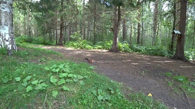 Белочка тычется прямо в камеру смотреть онлайн