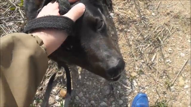 Поездка в приют для животных на велосипеде. Обычная смена в "ДСД" смотреть онлайн