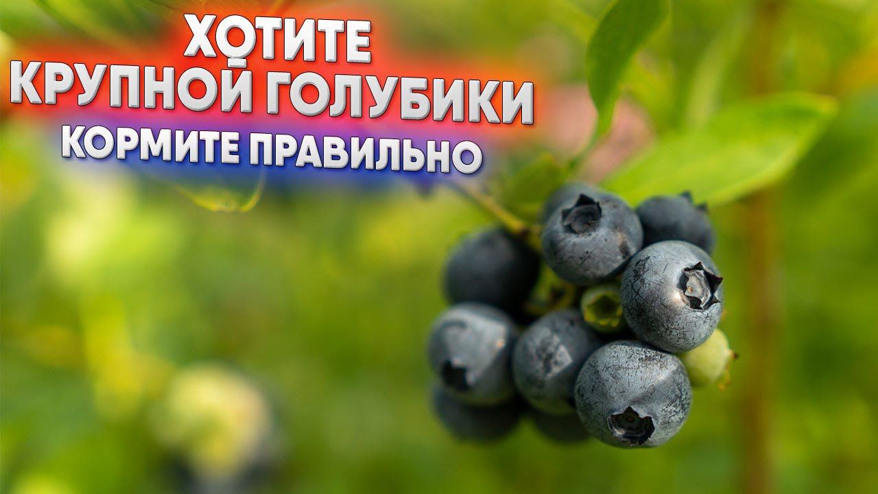 Хотите крупной голубики - кормите правильно
