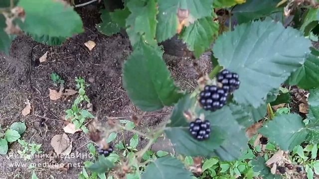 Какую тыкву выращиваю я смотреть онлайн