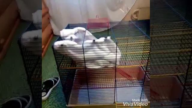 Лайвхаки для крыс смотреть онлайн