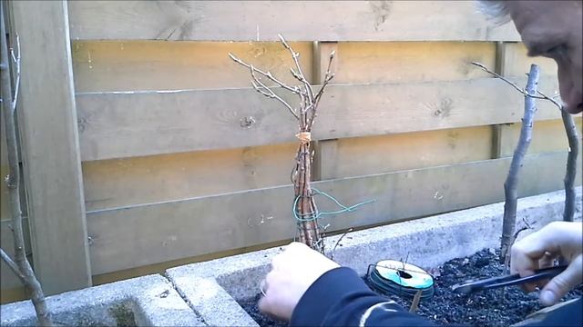 Acer Campestre Fusion Bonsai 1 смотреть онлайн