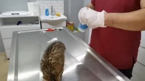 Ветеринар в Турции. Bozüyük Bilecik Türkiye Veteriner