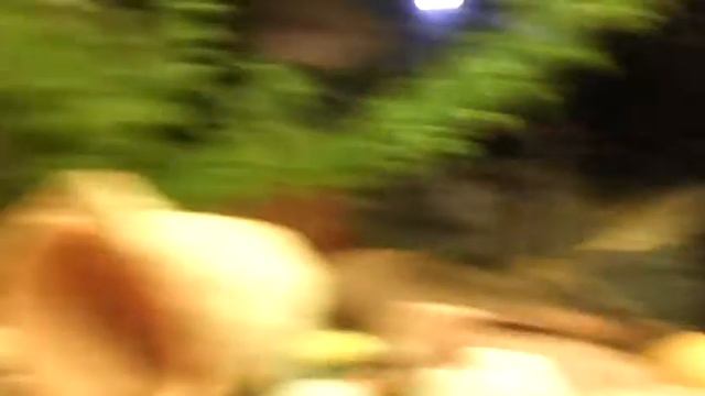 Красноухая черепаха с рыбками 7 месяцев дружьы смотреть онлайн