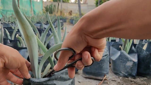 CUIDADOS DEL AGAVE ESPADIN🟢 -COMO CRECE mas RAPIDO el AGAVE-es bueno CORTAR la PENCA del AGAVE? смотреть онлайн
